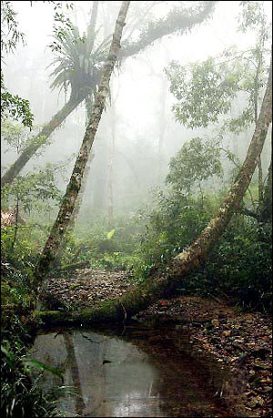 kand la foret sy met